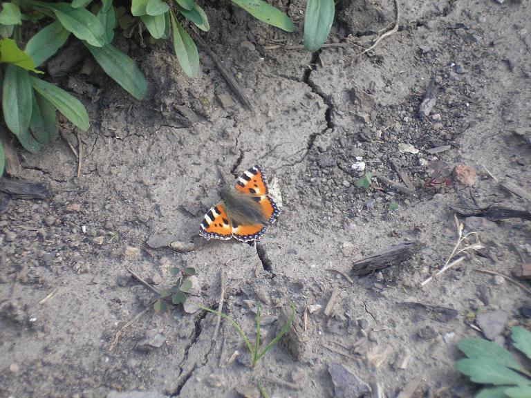 motyl.JPG